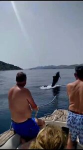 Zadar: Islands & Lagoons Tour with Drinks and ECO fruits... - Price and Logistics: What you pay up front, and what to budget